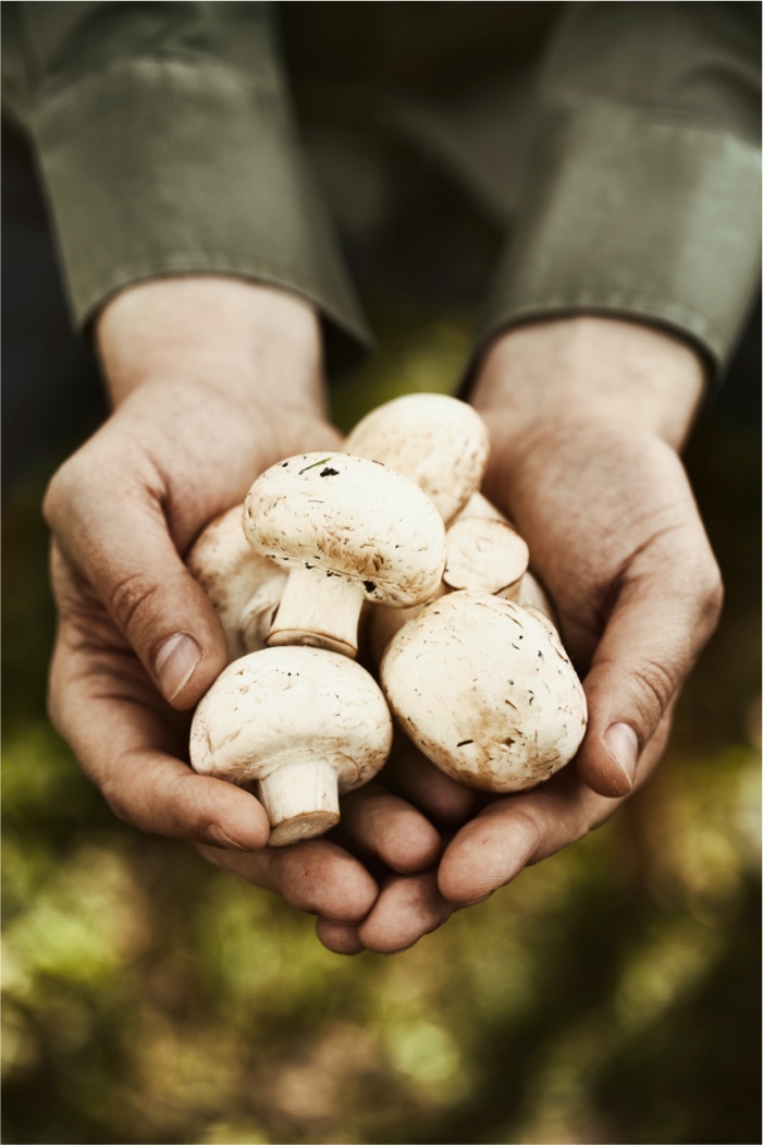 Freshly picked mushrooms are held out in a pair of hands