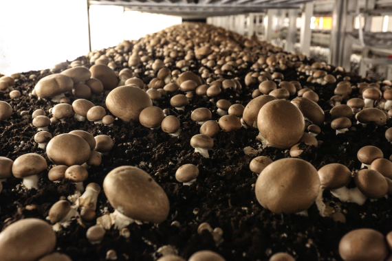 A growing bed of healthy mushrooms stretches into the background